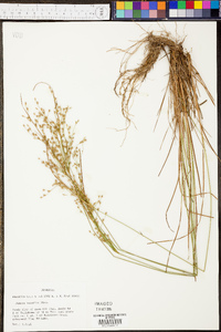 Juncus interior image