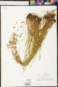 Juncus filipendulus image