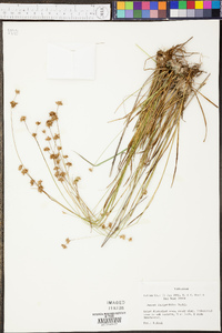 Juncus filipendulus image