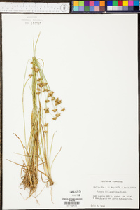 Juncus filipendulus image