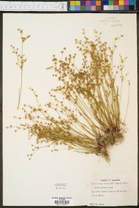 Juncus debilis image