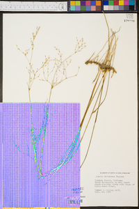 Juncus abortivus image