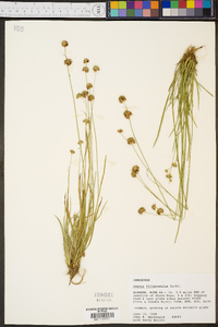 Juncus filipendulus image