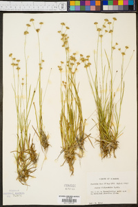 Juncus filipendulus image