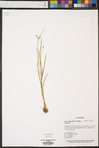 Juncus filipendulus image