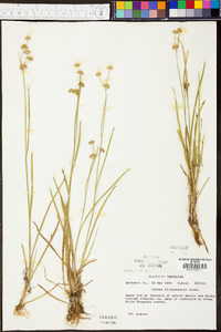 Juncus filipendulus image