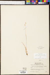 Juncus filipendulus image