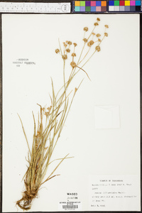 Juncus filipendulus image