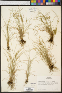 Juncus tenuis var. tenuis image