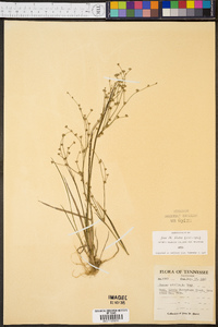 Juncus debilis image