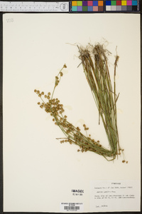 Juncus debilis image