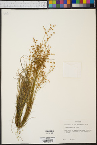 Juncus debilis image