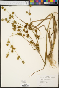 Juncus crassifolius image