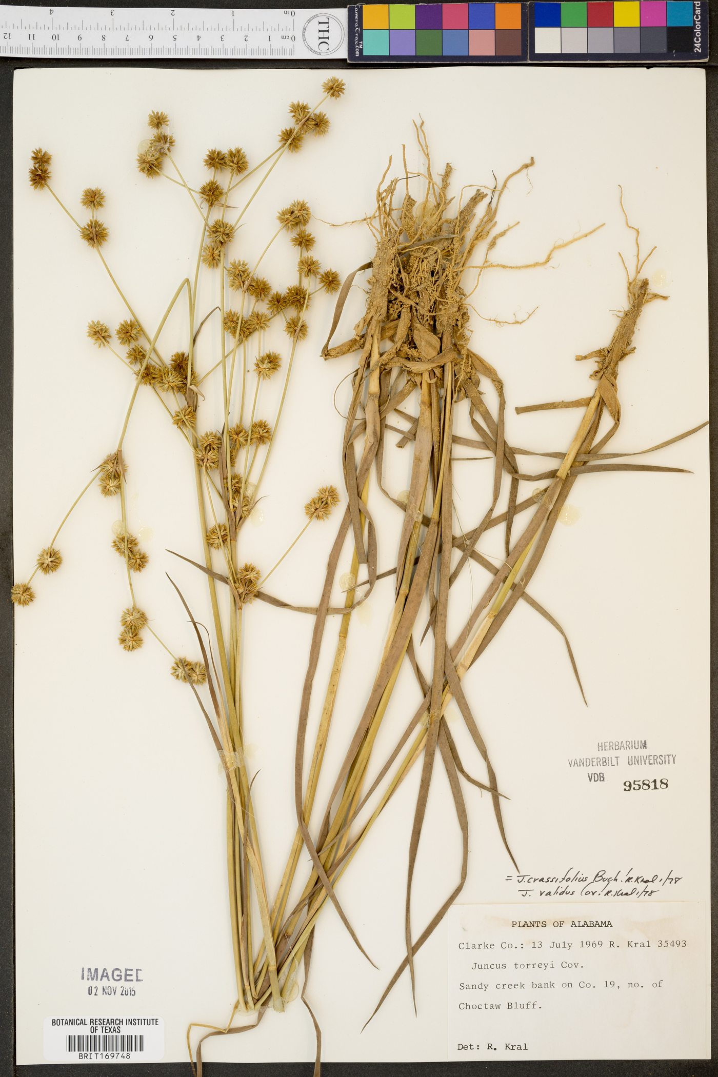 Juncus crassifolius image