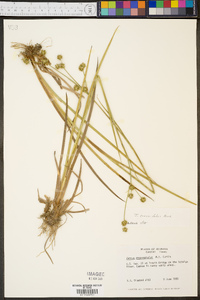 Juncus crassifolius image