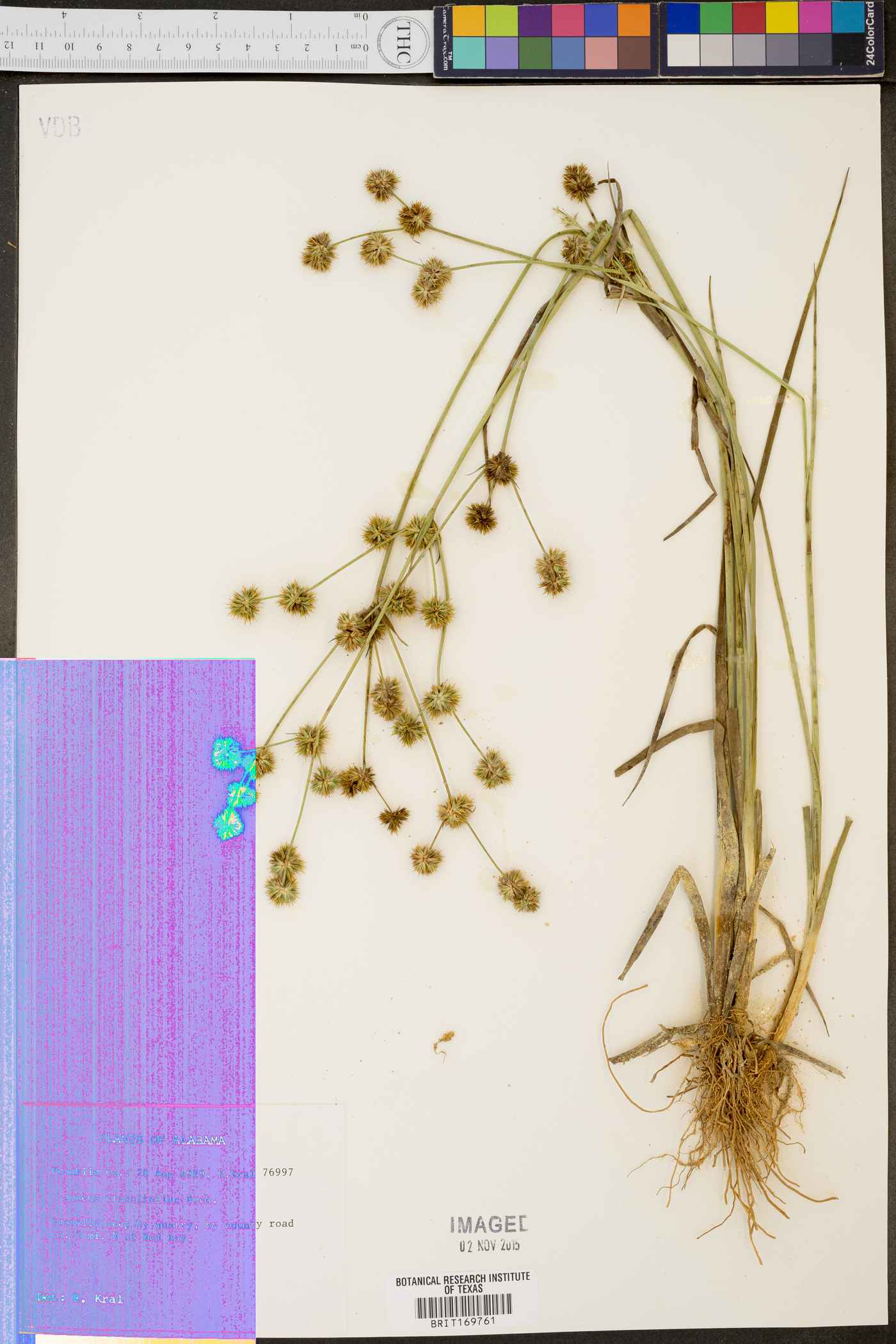 Juncus crassifolius image