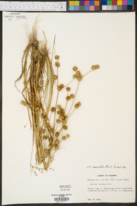 Juncus crassifolius image