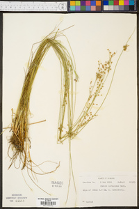 Juncus coriaceus image