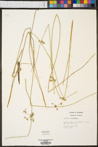 Juncus coriaceus image