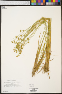 Juncus filipendulus image