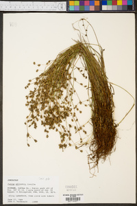 Juncus elliottii image