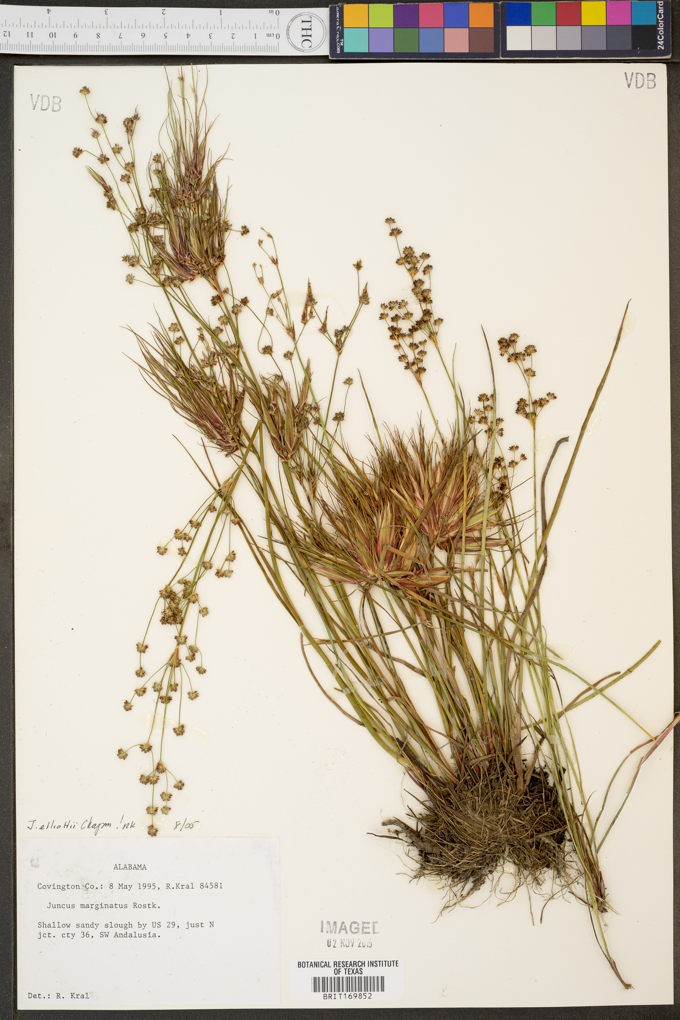 Juncus elliottii image