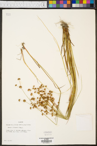 Juncus elliottii image