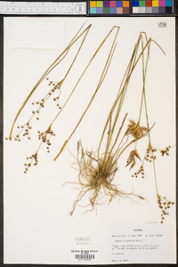 Juncus elliottii image