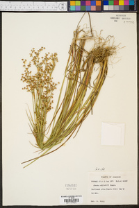 Juncus elliottii image