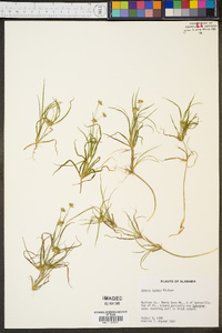 Juncus repens image