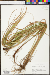 Carex lupuliformis image