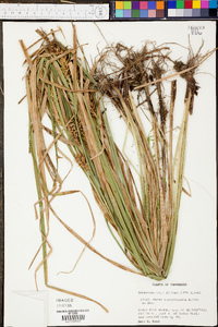 Carex lupuliformis image