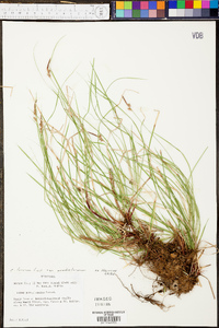 Carex lucorum image