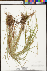 Carex louisianica image