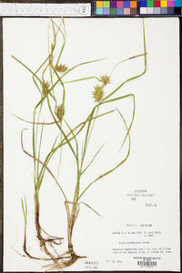 Carex louisianica image