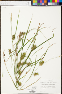 Carex louisianica image