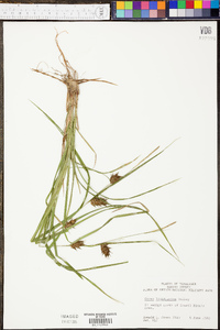 Carex louisianica image