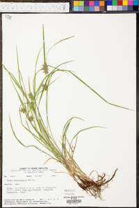 Carex louisianica image