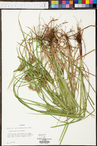 Carex louisianica image