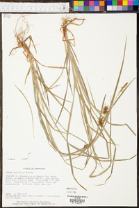 Carex louisianica image