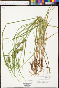 Carex louisianica image