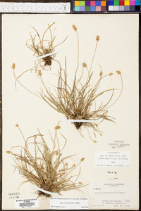 Carex leavenworthii image