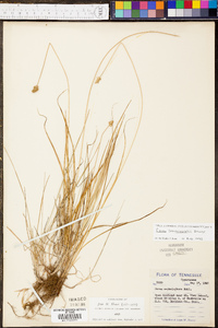 Carex leavenworthii image