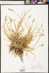 Carex leavenworthii image