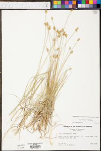 Carex leavenworthii image