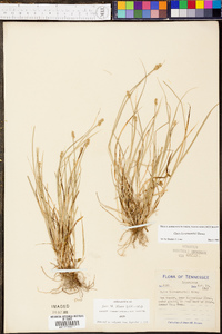 Carex leavenworthii image