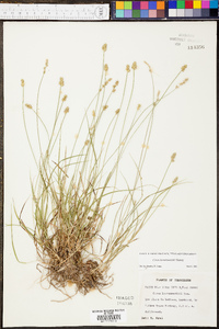 Carex leavenworthii image