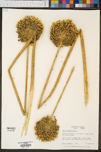 Allium ampeloprasum image