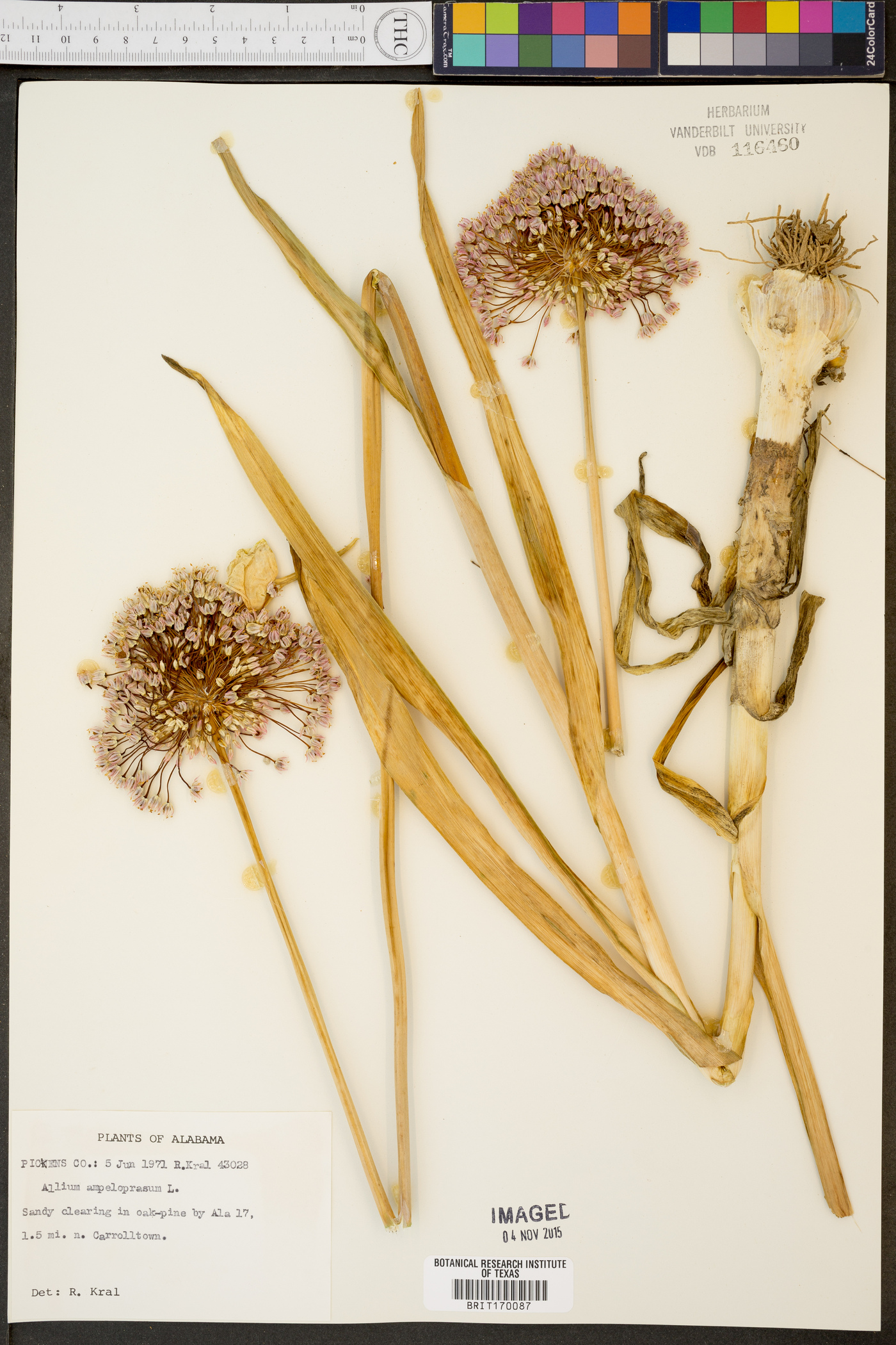 Allium ampeloprasum image