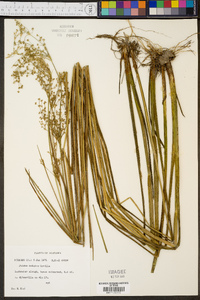 Juncus nodatus image